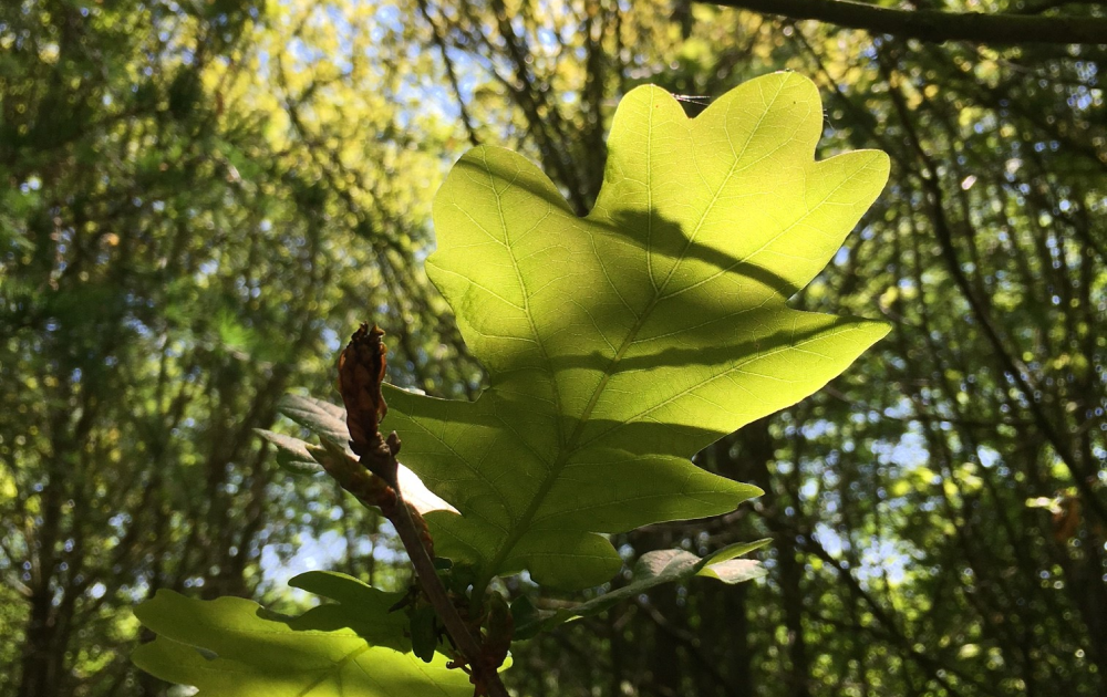 Giant leaf at the front of the image with blurred woodland background