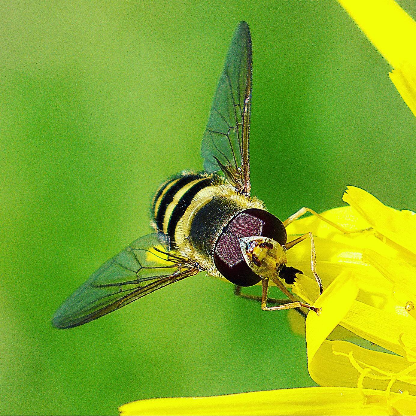 Close up of a bee on a flower